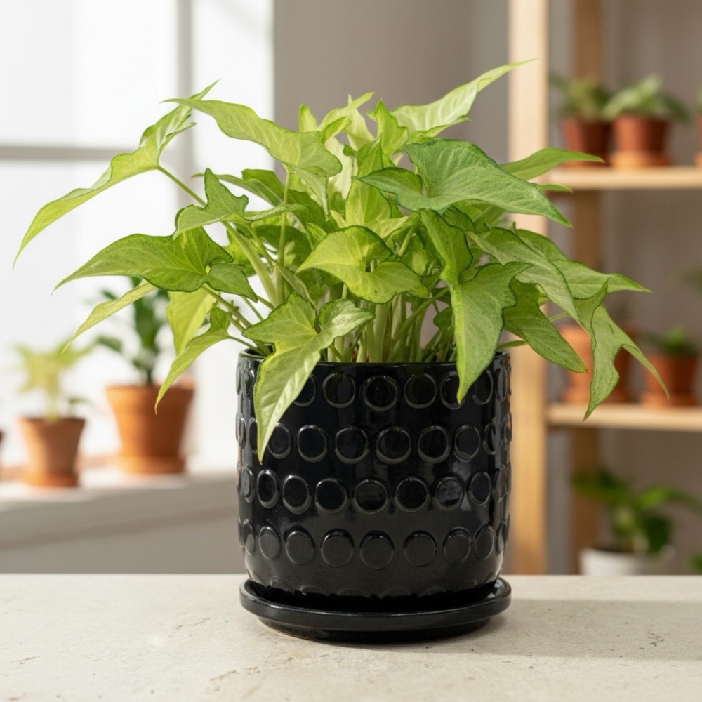 Modern Black Ceramic Barrel Planter with Attached Saucer – 6 Inch Round Textured